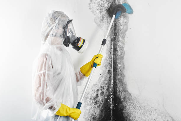 Best Mold removal after water damage  in Annapolis, MD