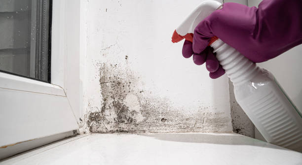 Best Ceiling water damage repair  in Annapolis, MD